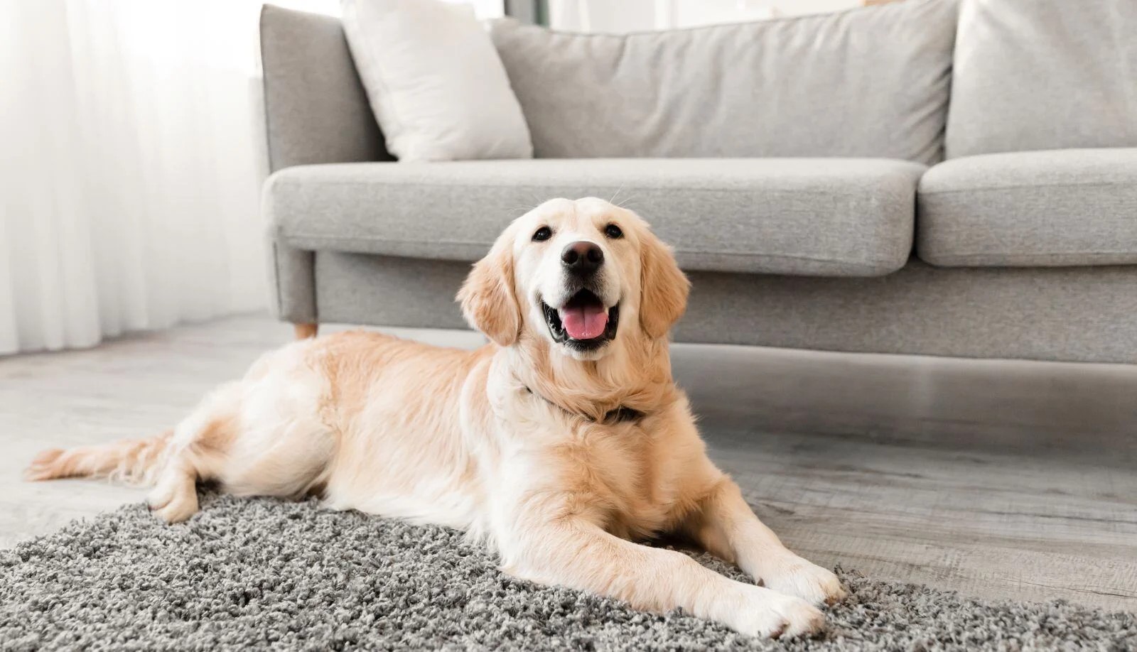 love-dog-1.jpg